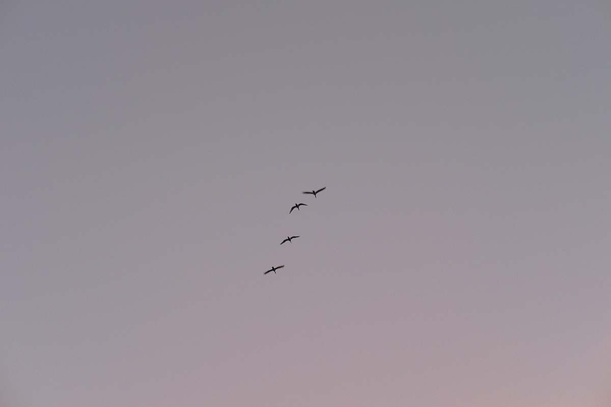 Grey Time-lapse Photography Of Four Birds In Flight Bird Image Free Photo