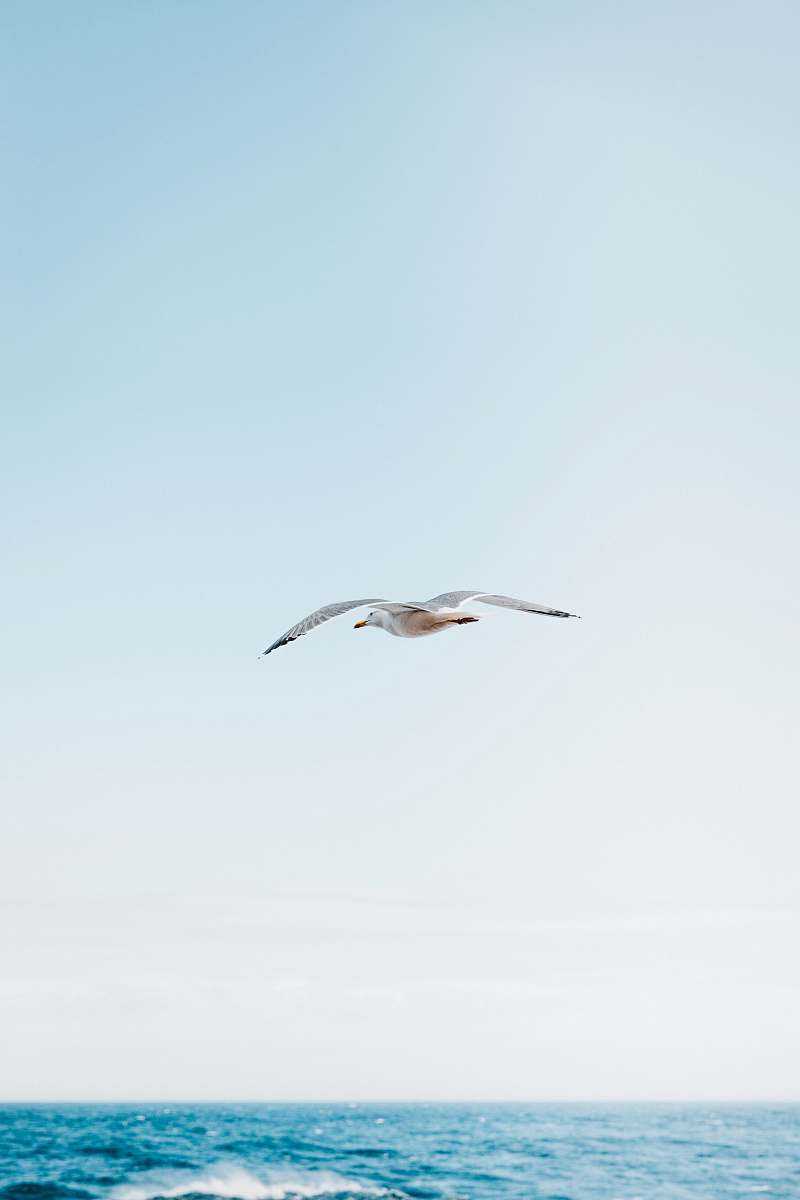 bird time-lapse photography of gull in flight over blue ocean flying