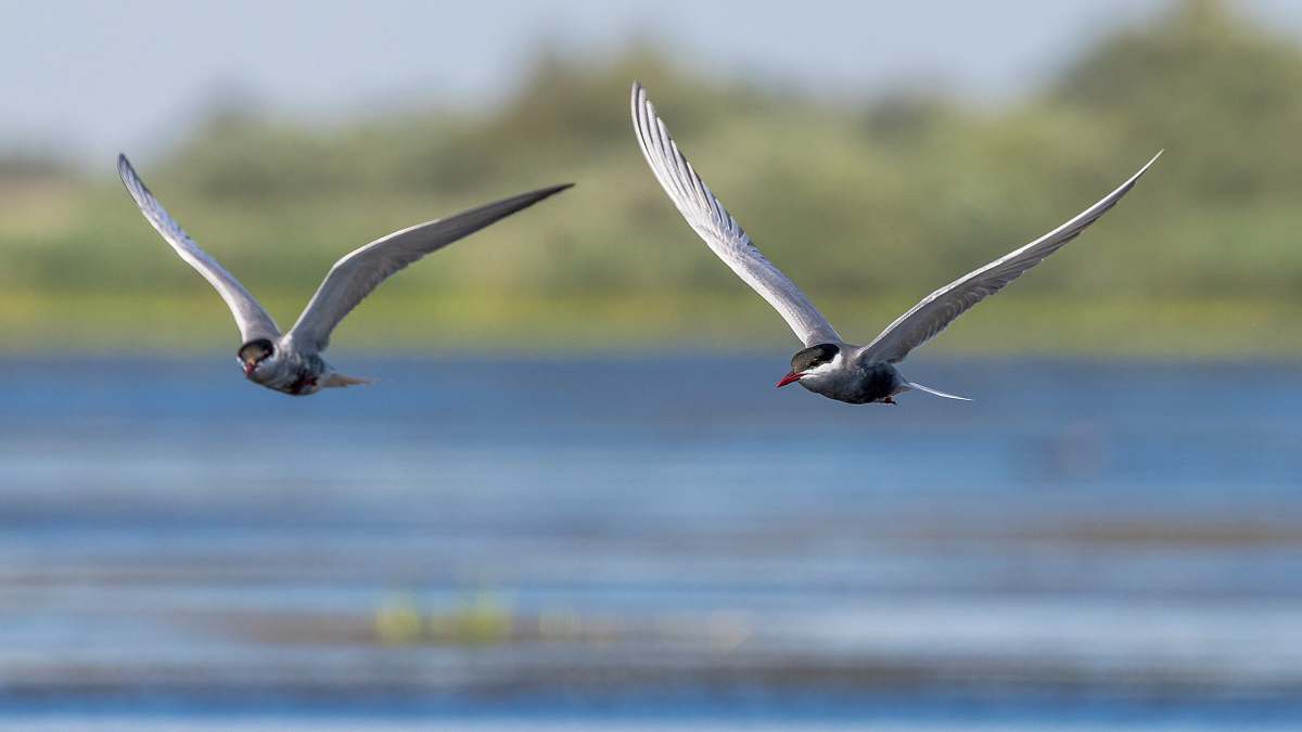 flying time-lapse photography of two birds in flight bird