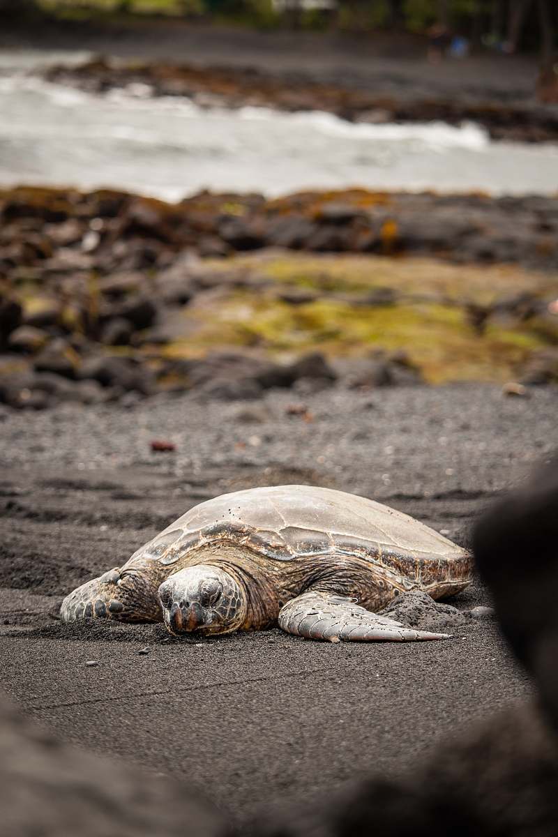 reptile turtle crawling on sand turtle
