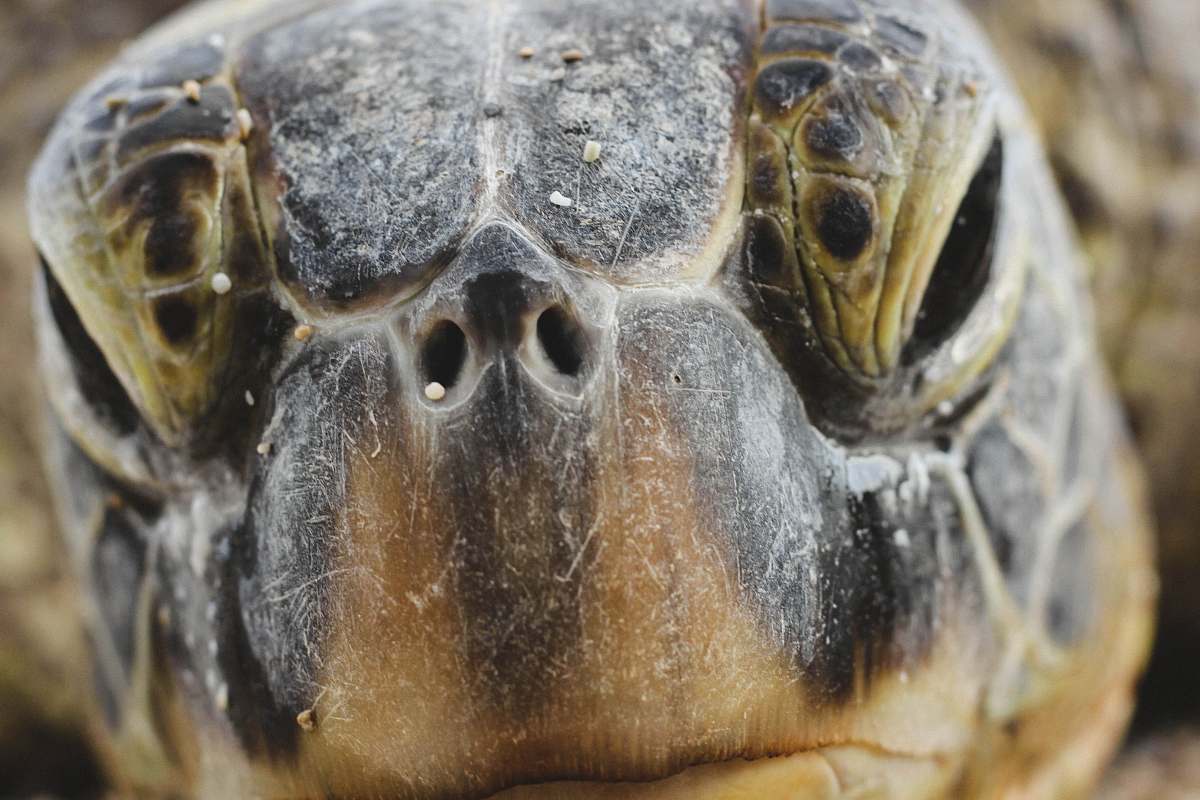 reptile turtle head closeup photography turtle