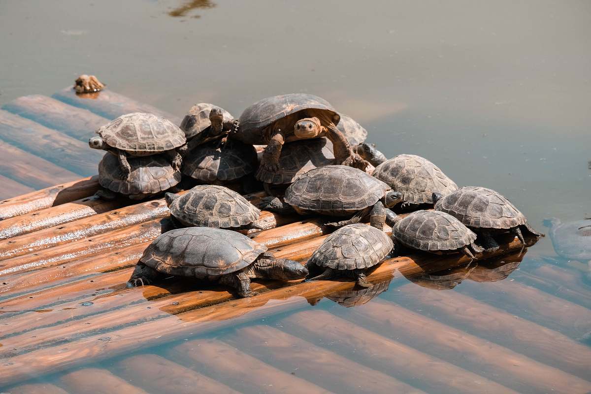 reptile turtle lot in a wooden surface with water during daytime sea life