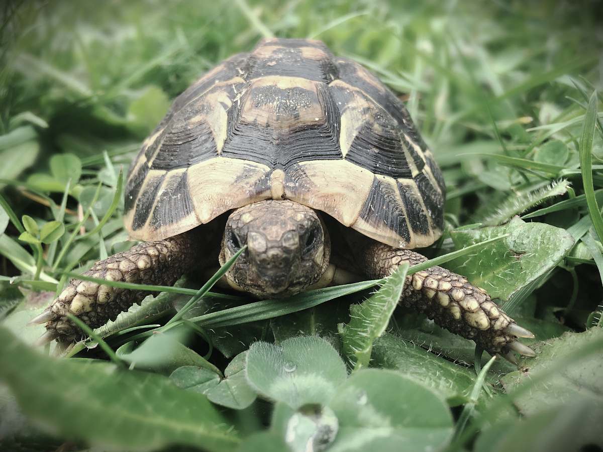 reptile turtle on plants turtle