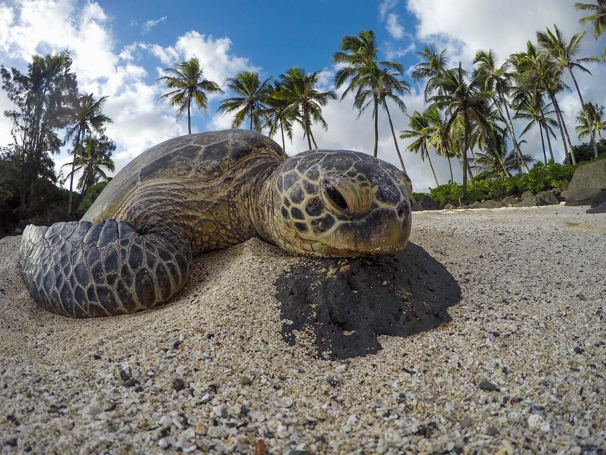turtle turtle on sand sea life