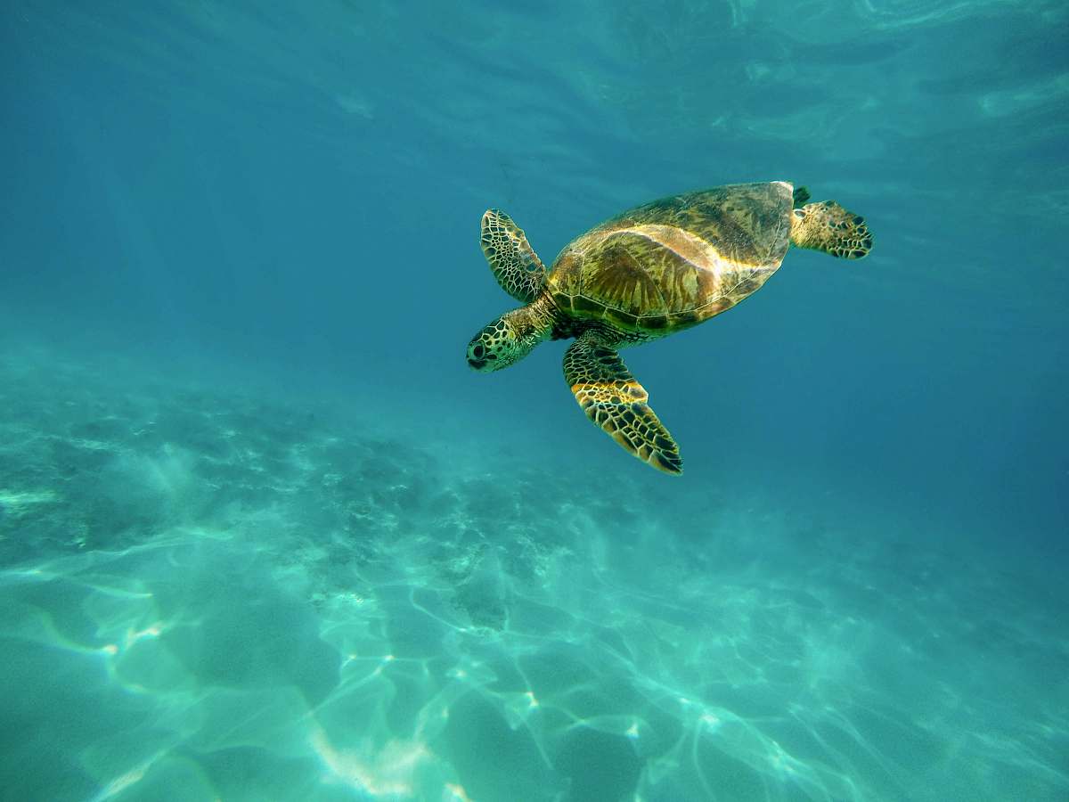 reptile turtle underwater turtle