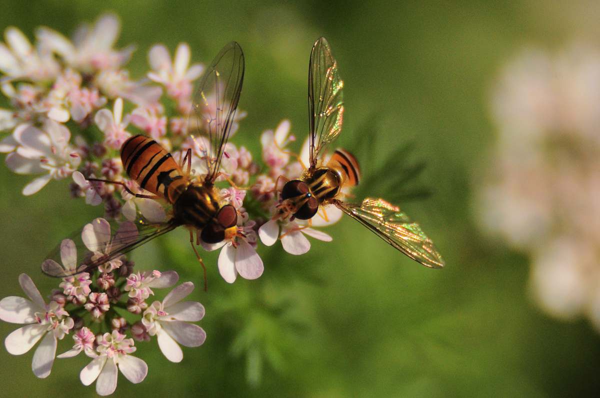 andrena two bees on white petaled encrusted flowers bee