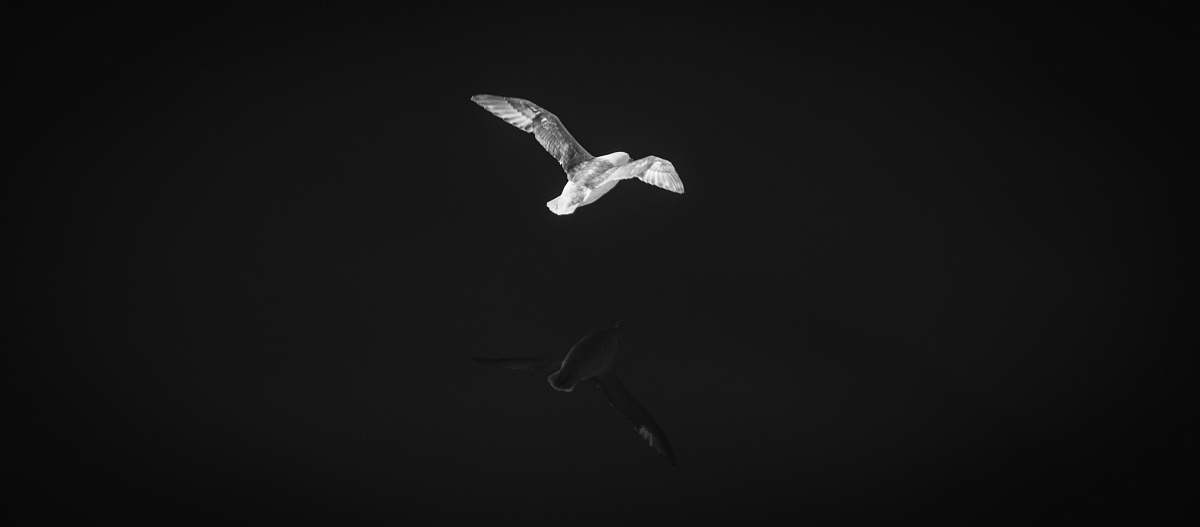 black-and-white two birds flying grey