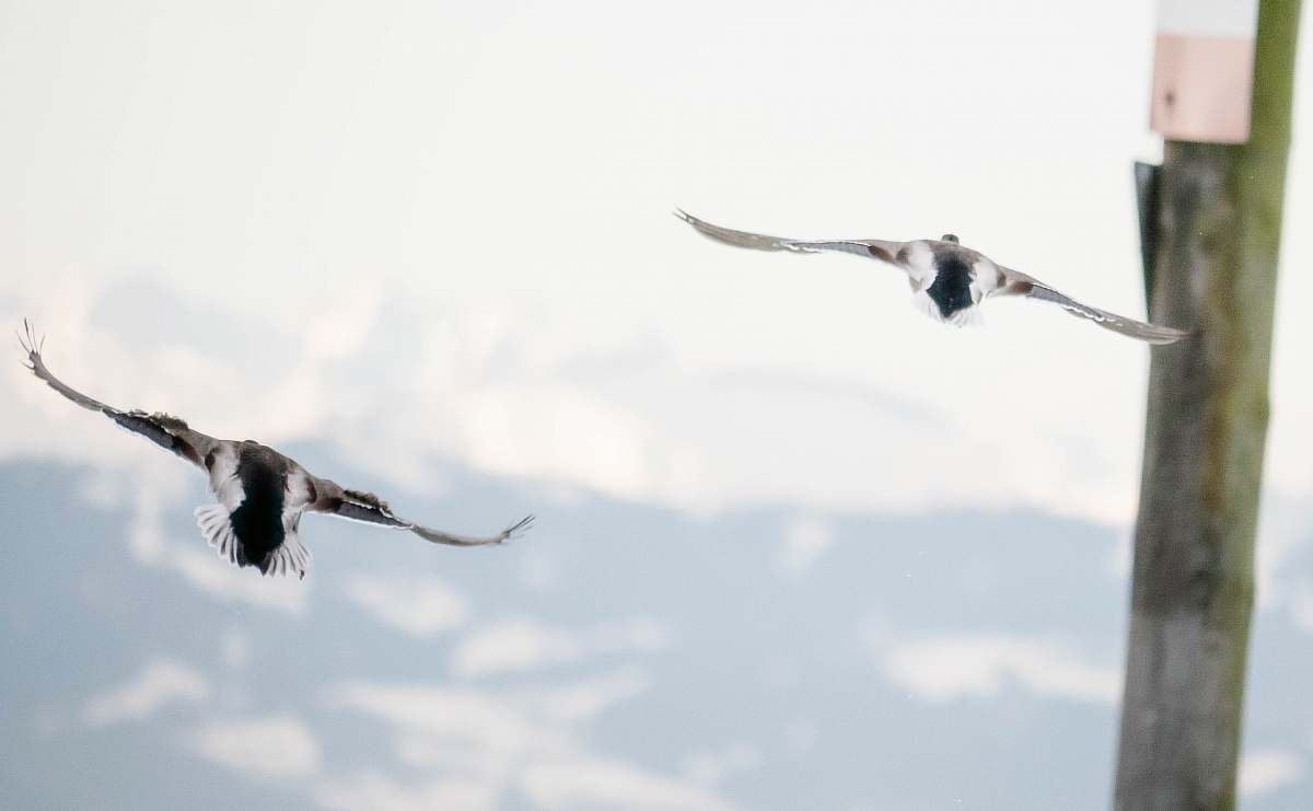 bird two birds in flight flying