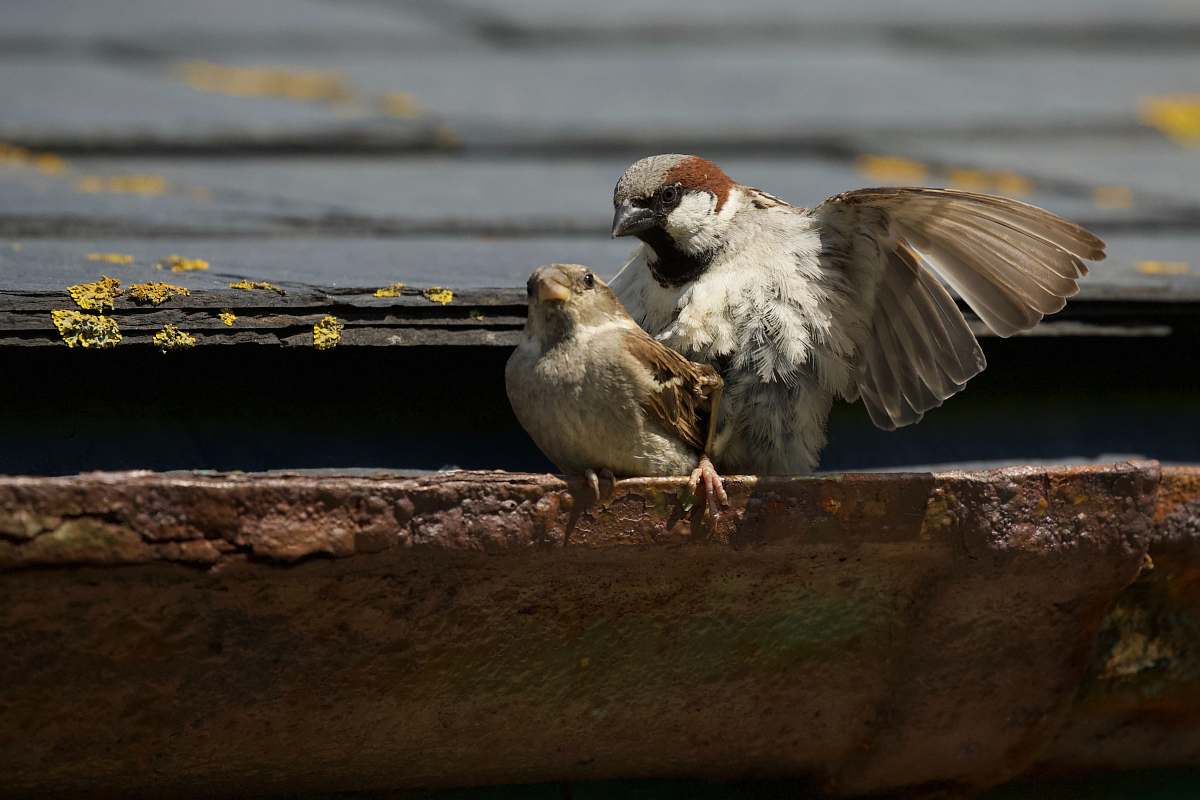 bird two birds perched on concrete cutter sparrow