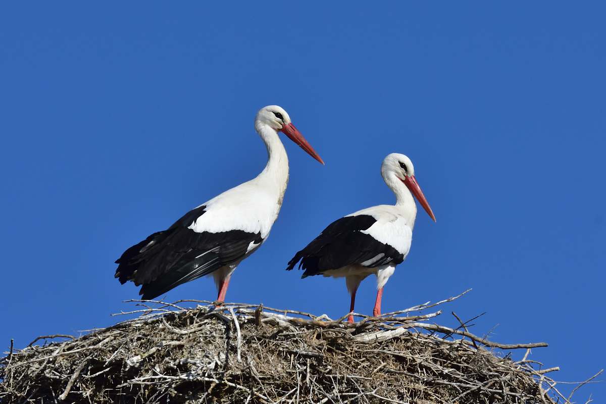 bird two black-and-white birds during daytime stork