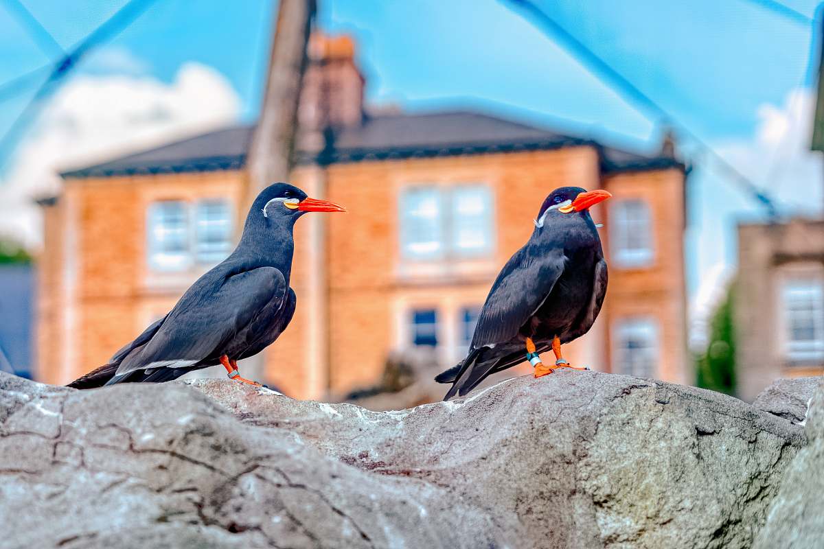 bird two black birds on rock beak