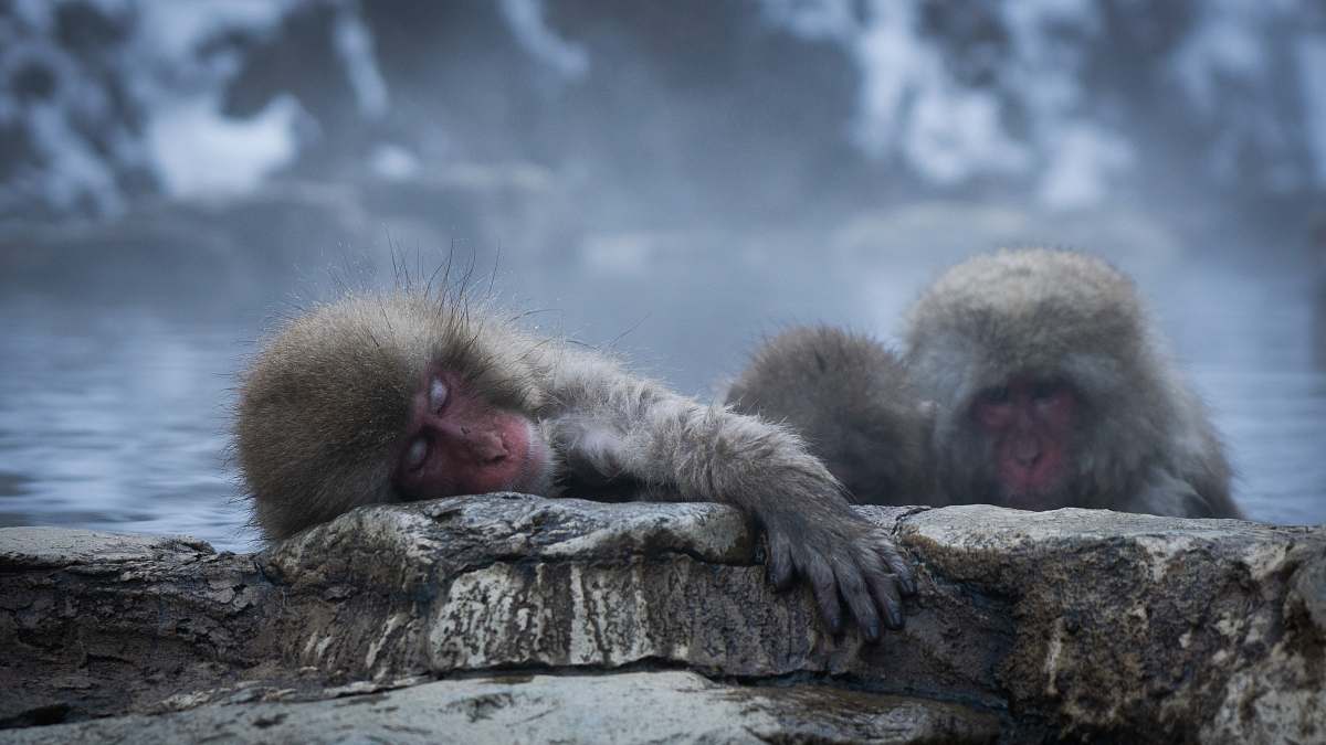 mammal two black monkeys close-up photography monkey