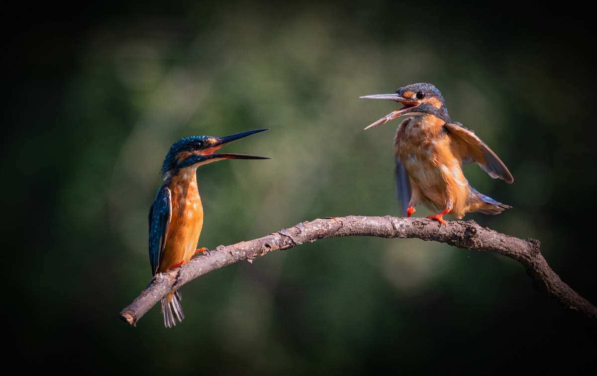 bird two blue birds on tree branch bee eater