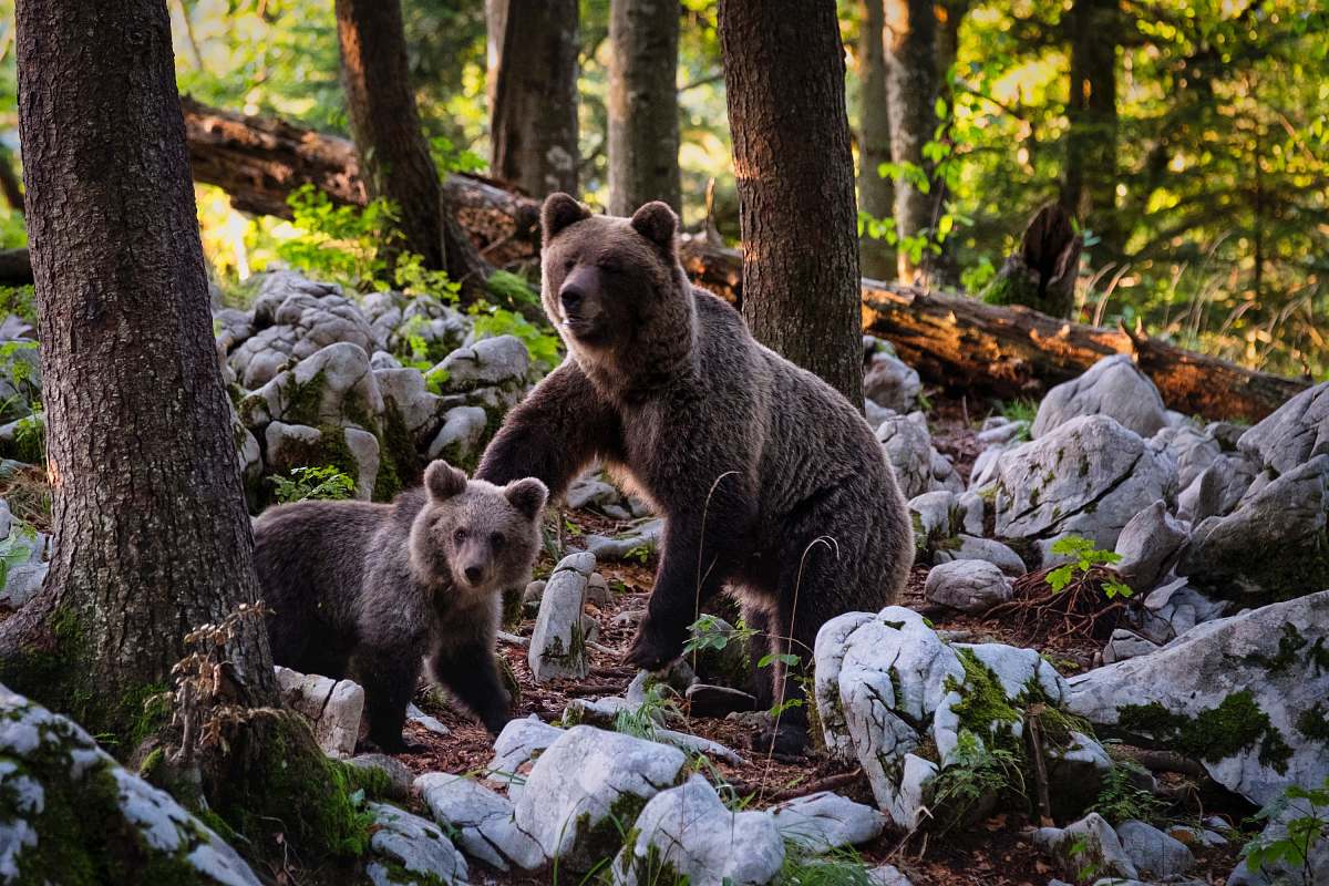 wildlife two brown bears near trees beside rocks at daytime bear