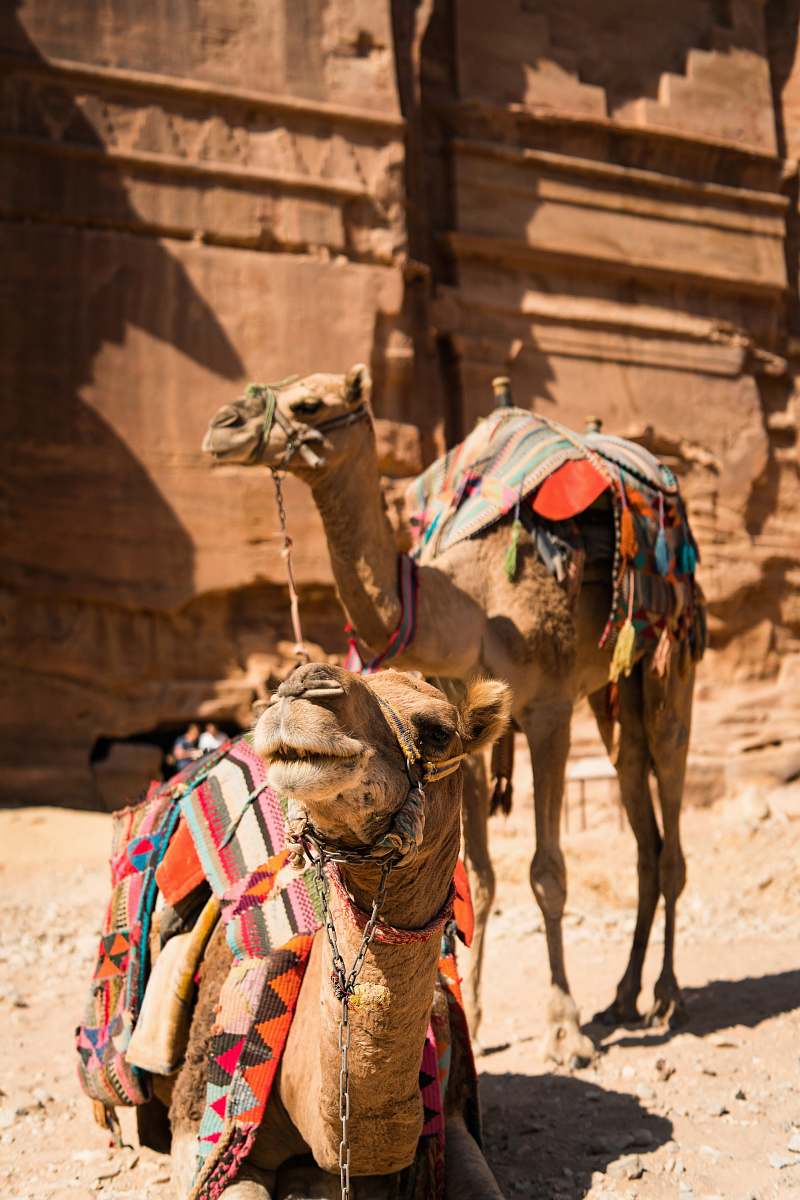 mammal two brown camels near brown wall camel