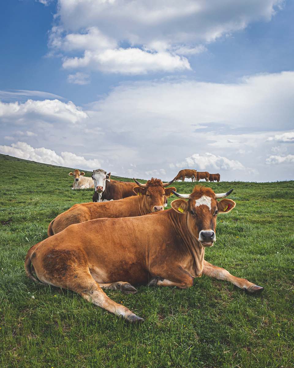 cattle two brown cattle lying on green grass during daytime cow
