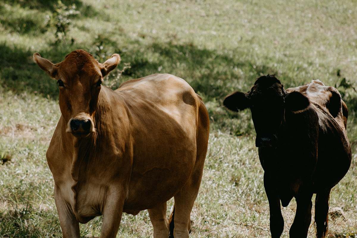 cattle two brown cows cow