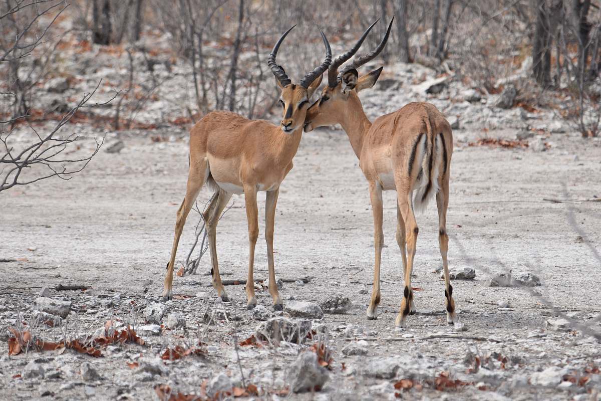 mammal two brown deer antelope