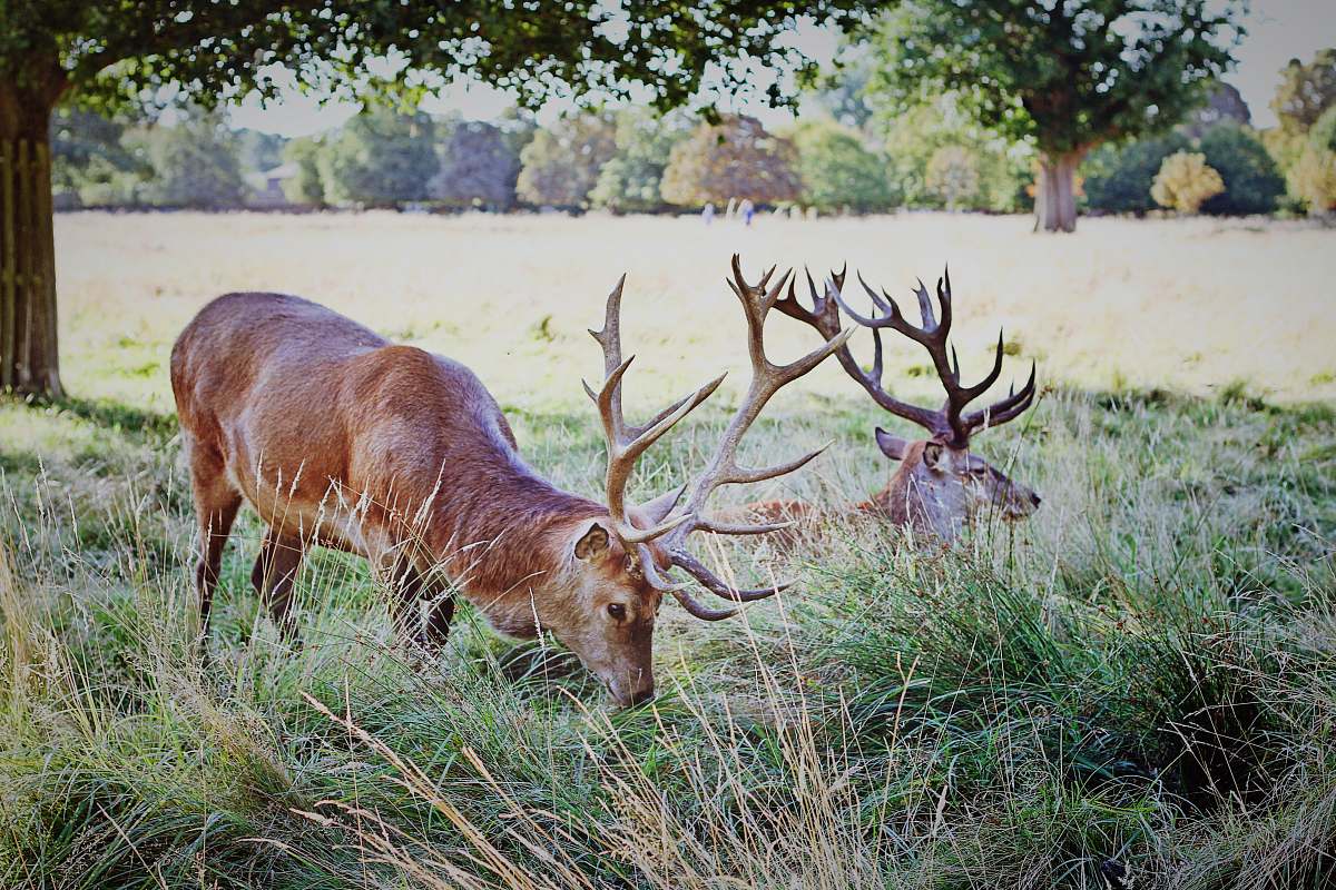 deer two brown deer under trees elk