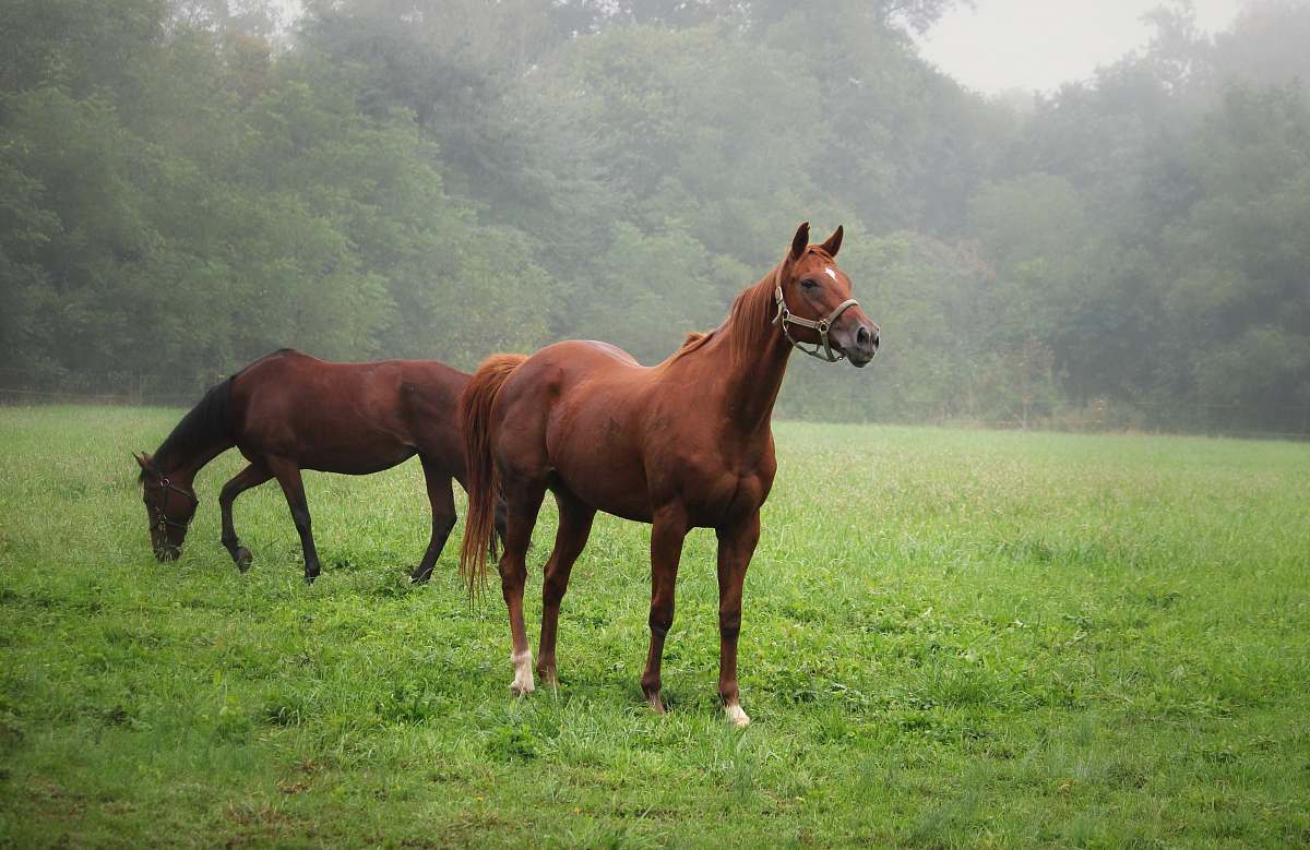 mammal two brown horse on grass field during daytime horse