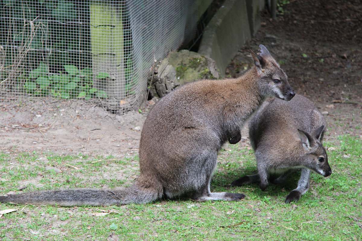 mammal two brown kangaroo on green grass wallaby