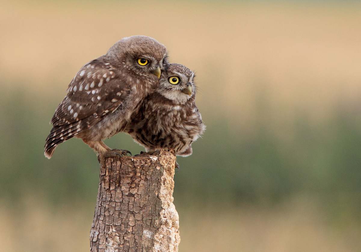 bird two brown owls perched on wooden post owl