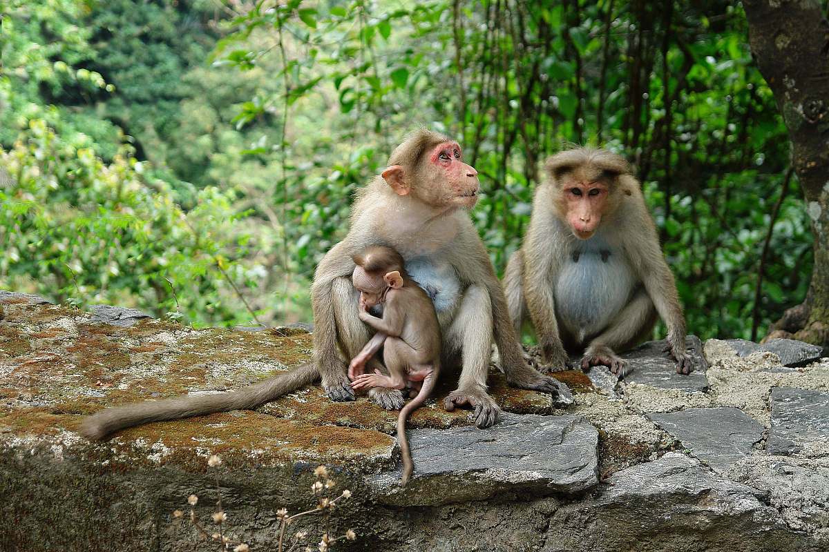 monkey two brown primate sitting on rock wildlife