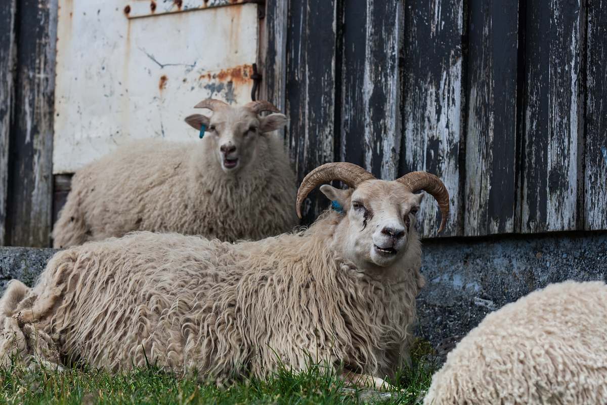 mammal two brown sheeps snæfellsnes