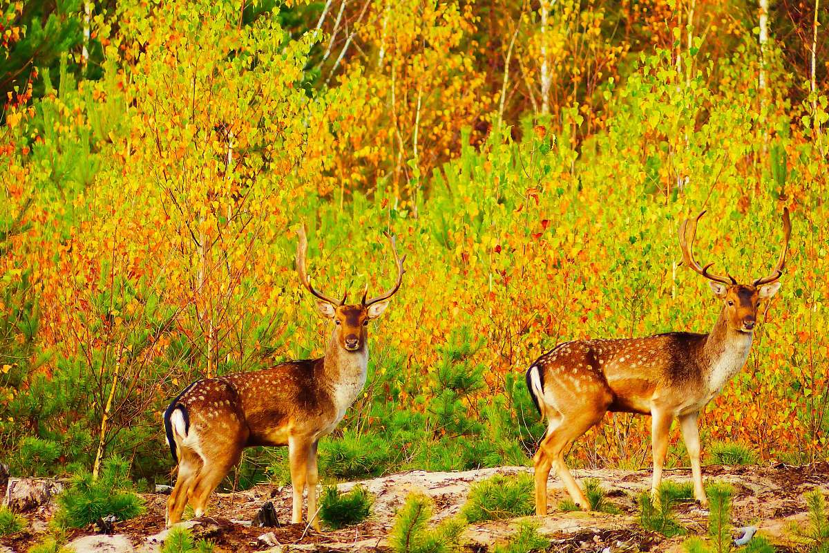 mammal two brown spotted deer near green plants antelope