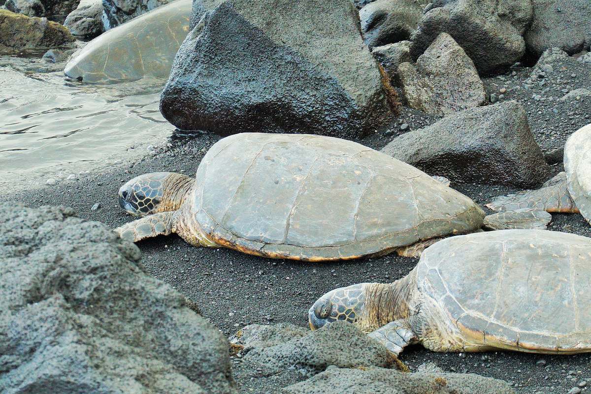 turtle two brown turtles near water reptile
