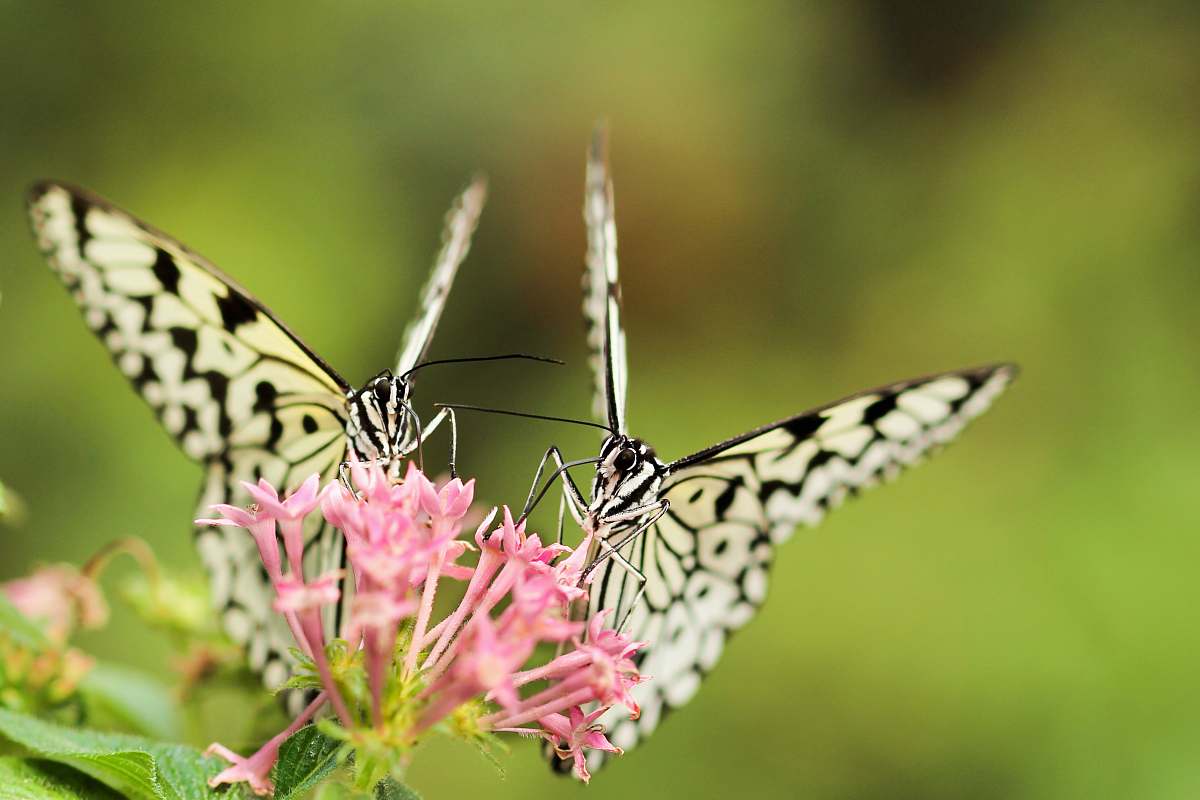 butterfly two butterflies on pink Ixoria flower insect