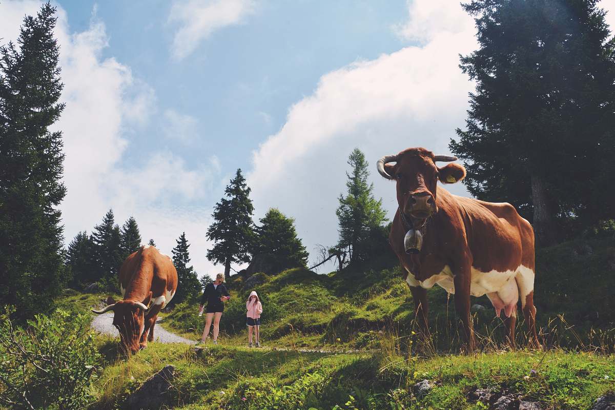 cow two cows beside road cattle