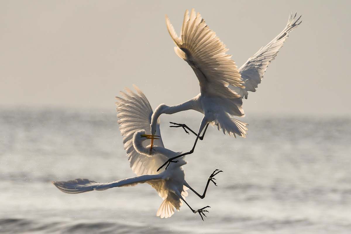 bird two crane fighting while flying heron