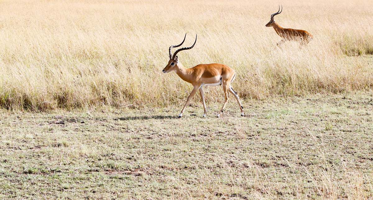 mammal two deers on grass field antelope