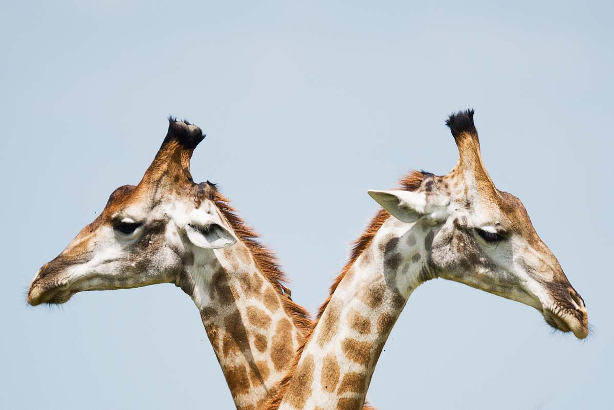 giraffe two giraffe illustration wildlife