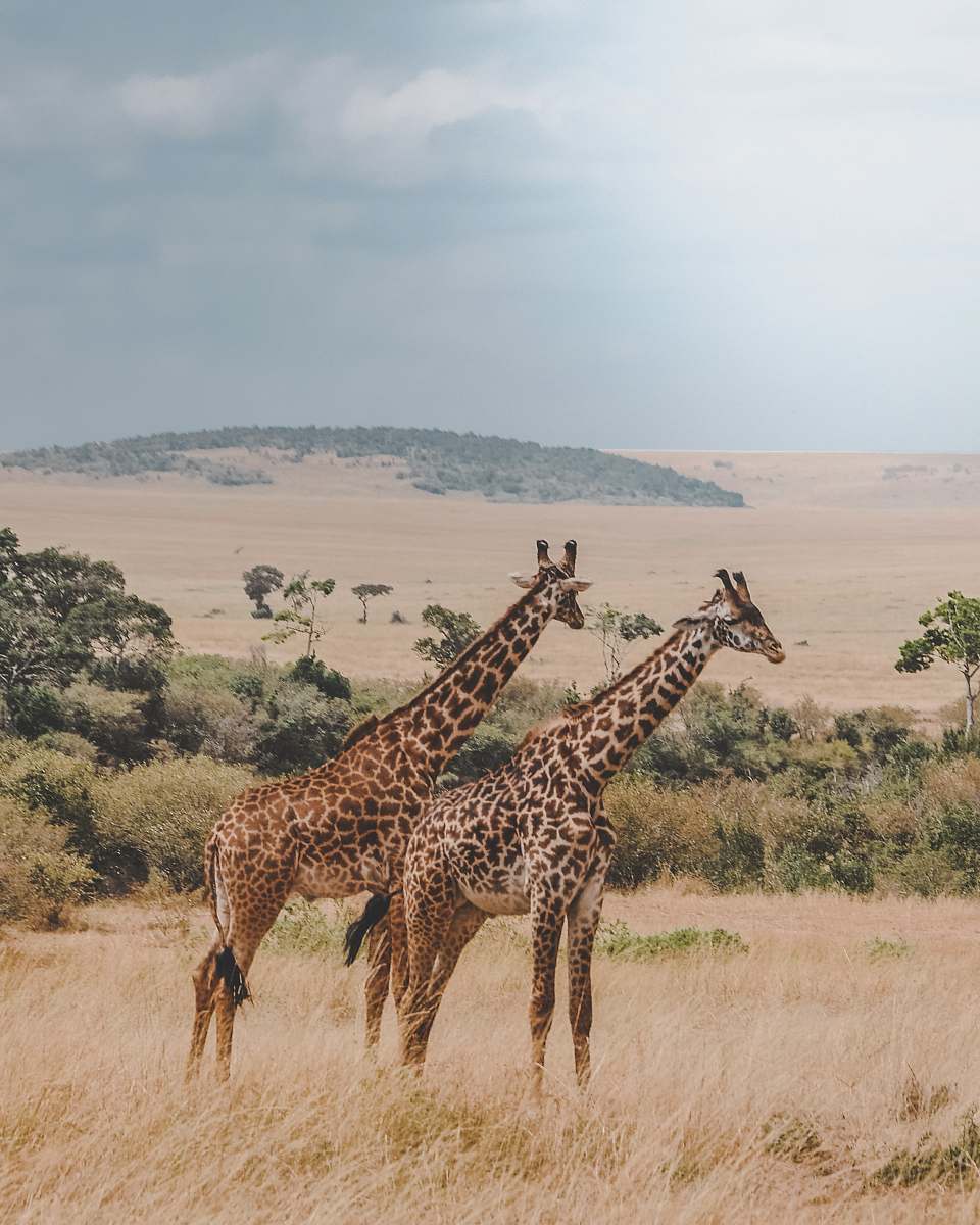 wildlife two giraffes standing on brown plants giraffe