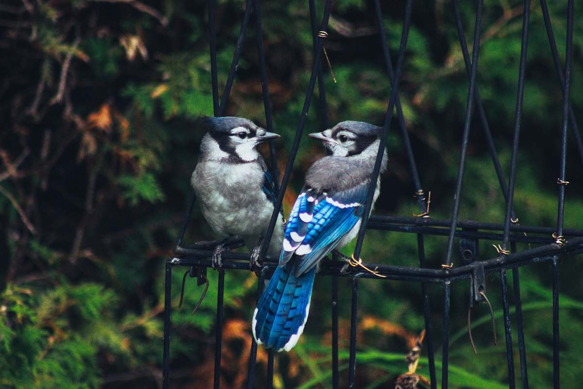 bird two gray-and-blue birds on cage jay