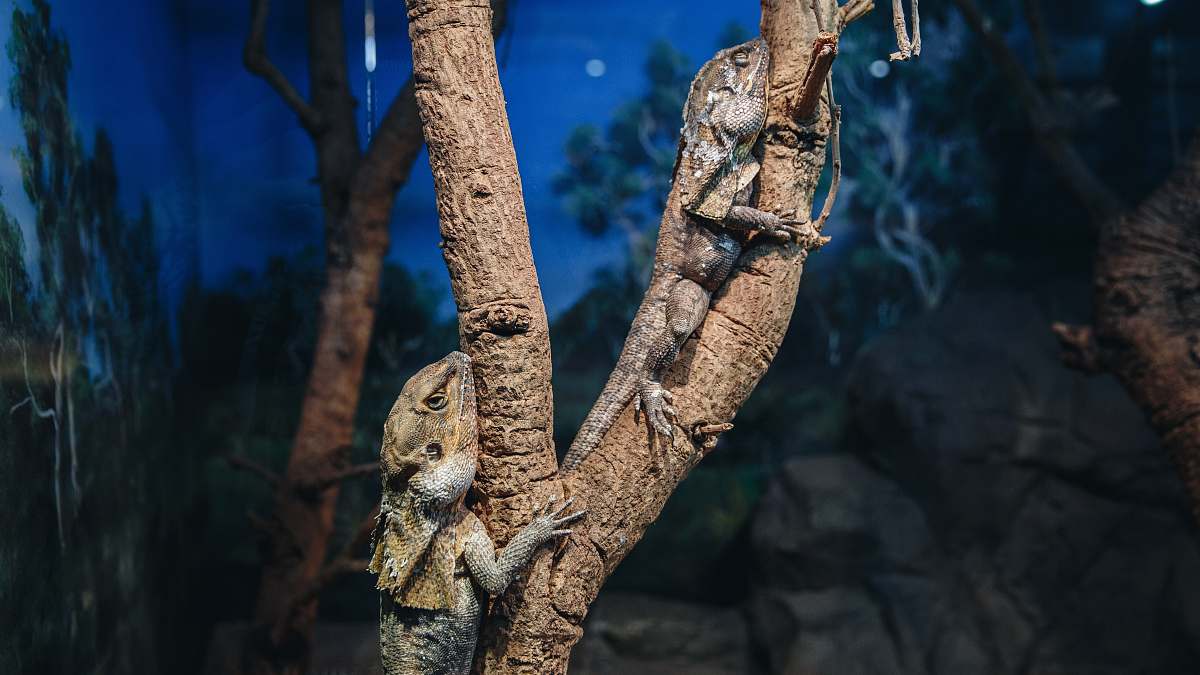 reptile two gray bearded dragons on tree iguana
