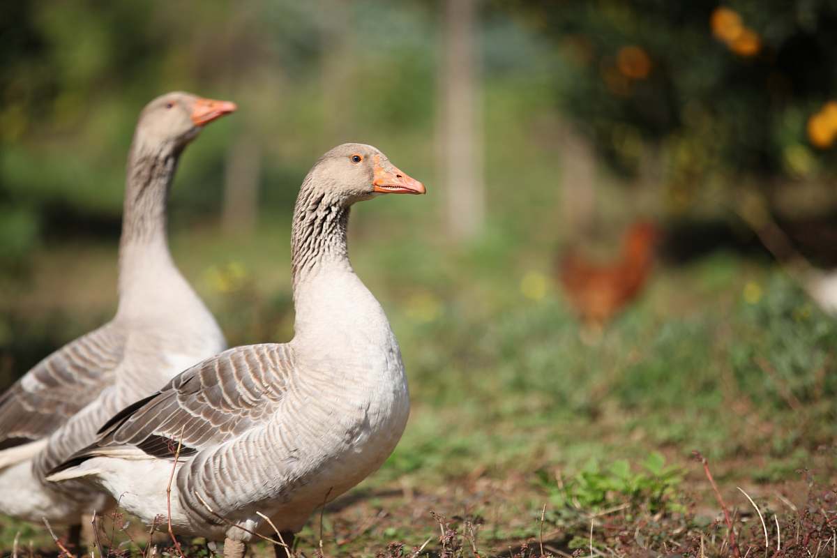 bird two gray geese goose