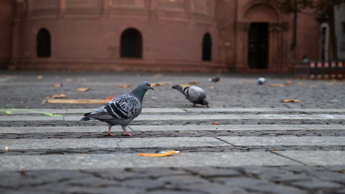 bird two gray pigeons pigeon