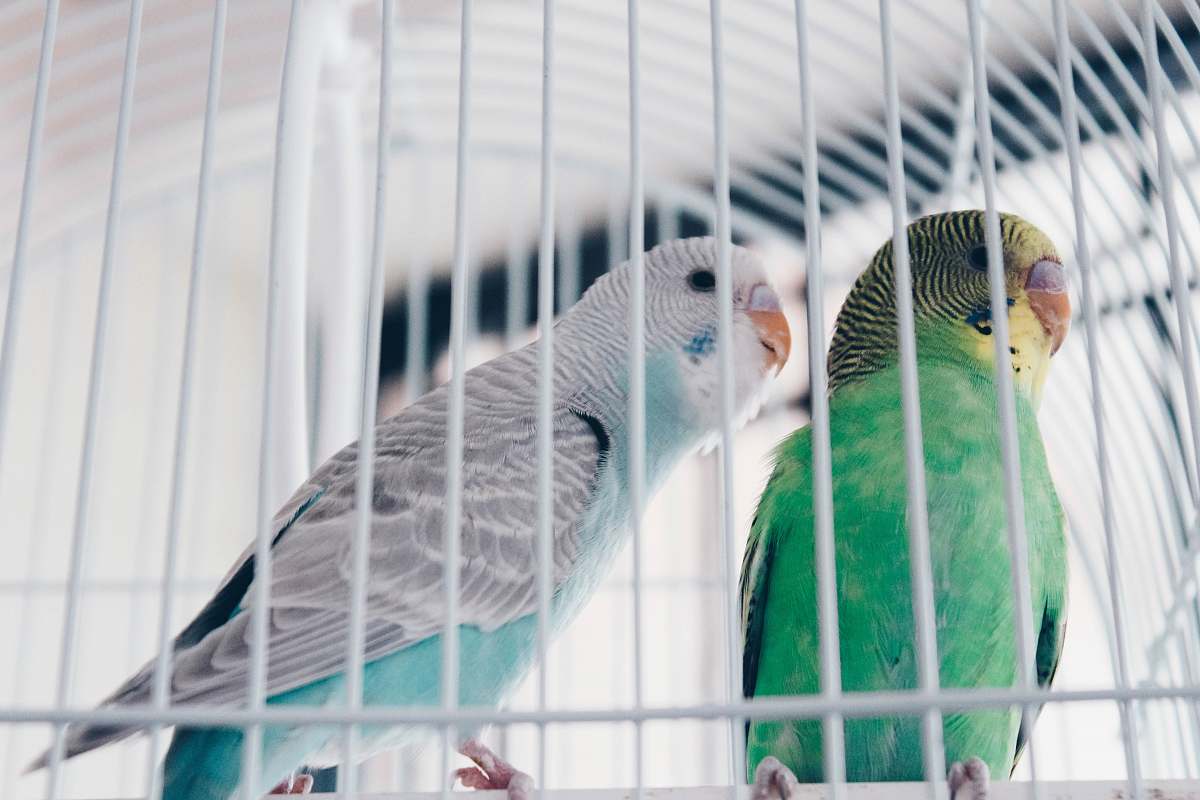 parrot two green and gray birds in cage close-up photography parakeet