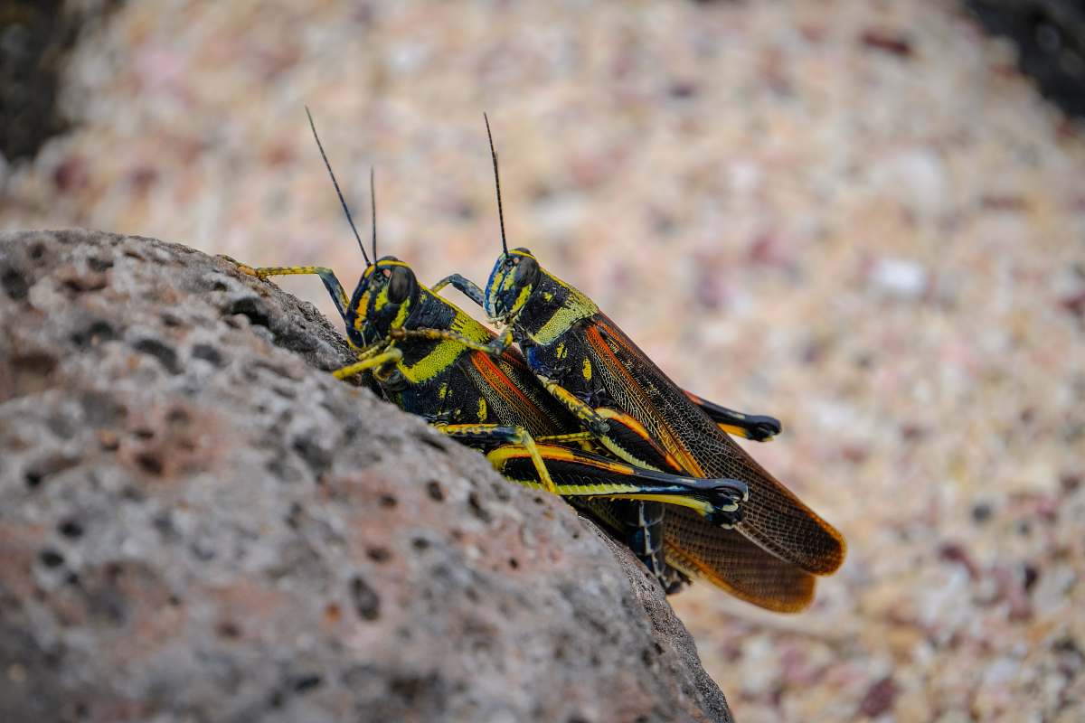 insect two green-and-red lubber grasshopper mating on rock invertebrate