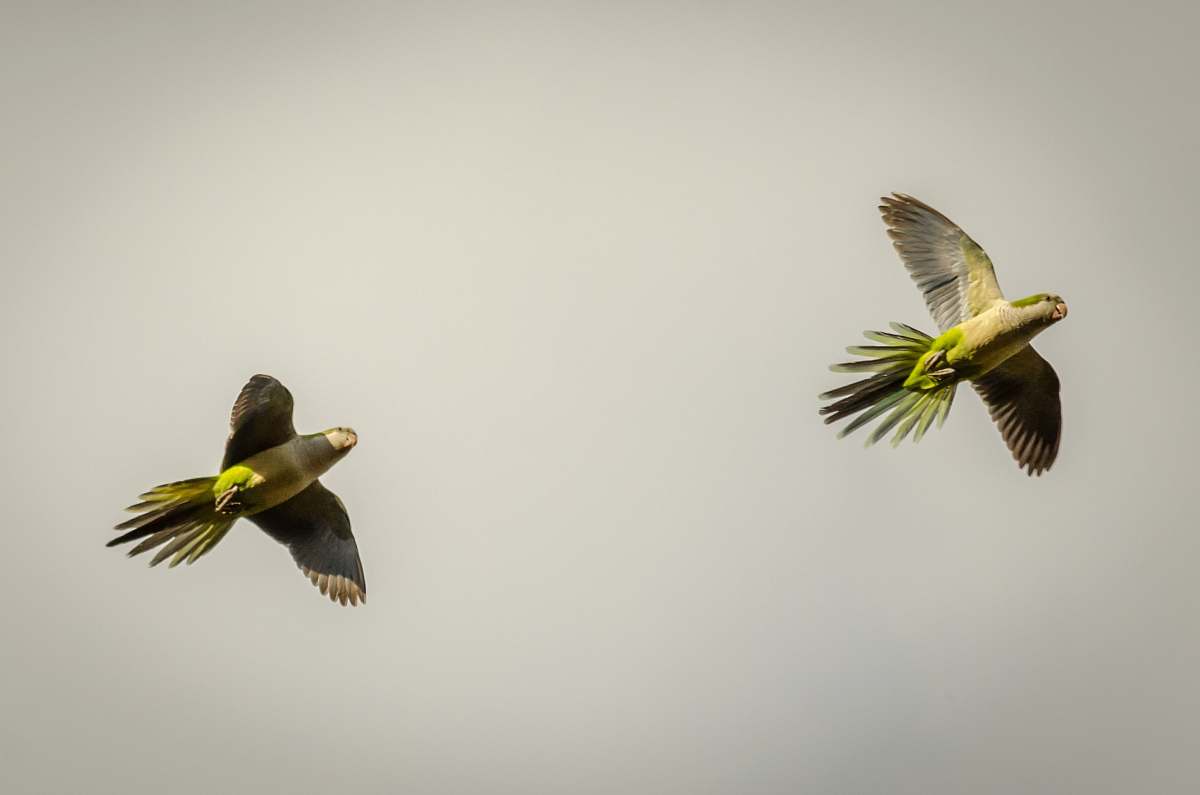 bird two green birds flying