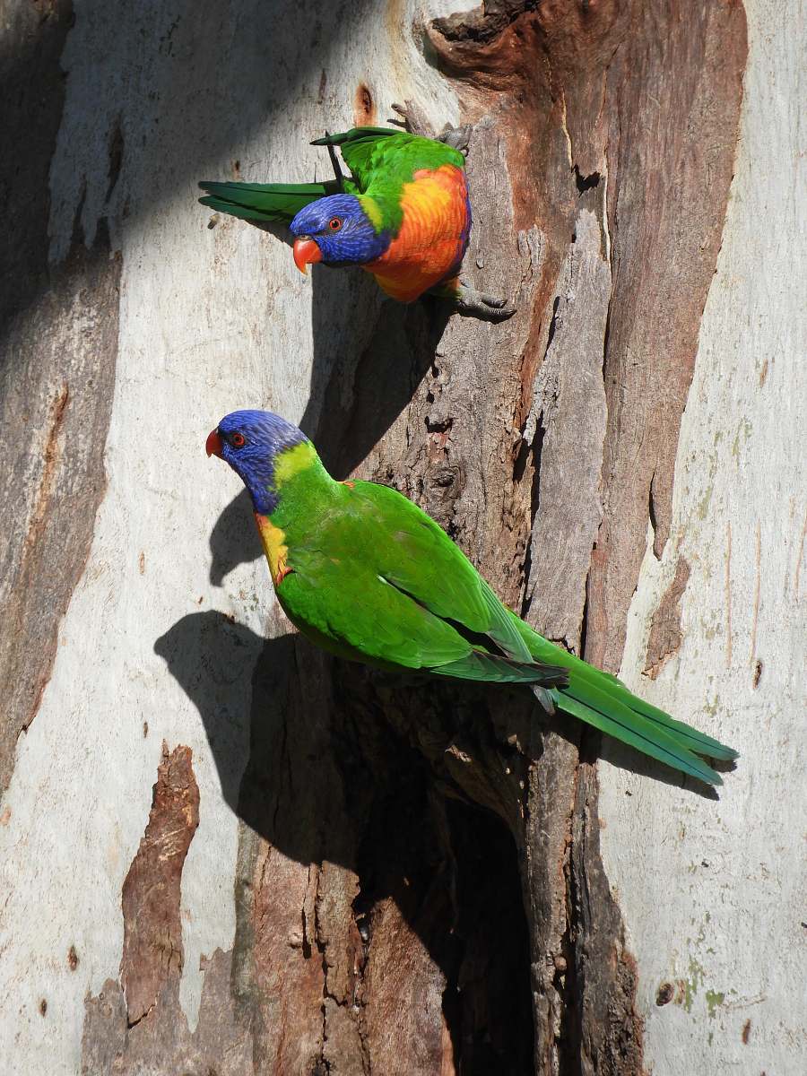 bird two green-blue-and-red birds on wooden surface macaw