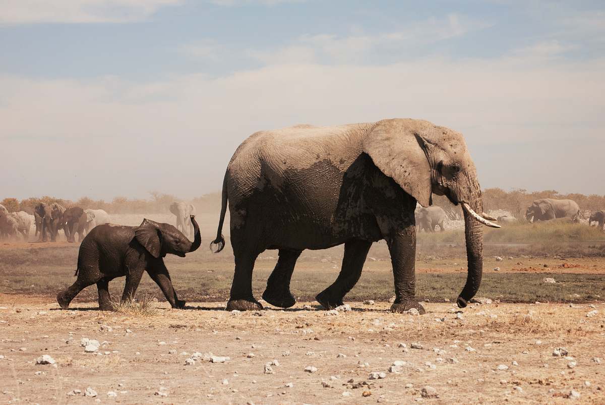 wildlife two grey elephants walking under grey sky elephant