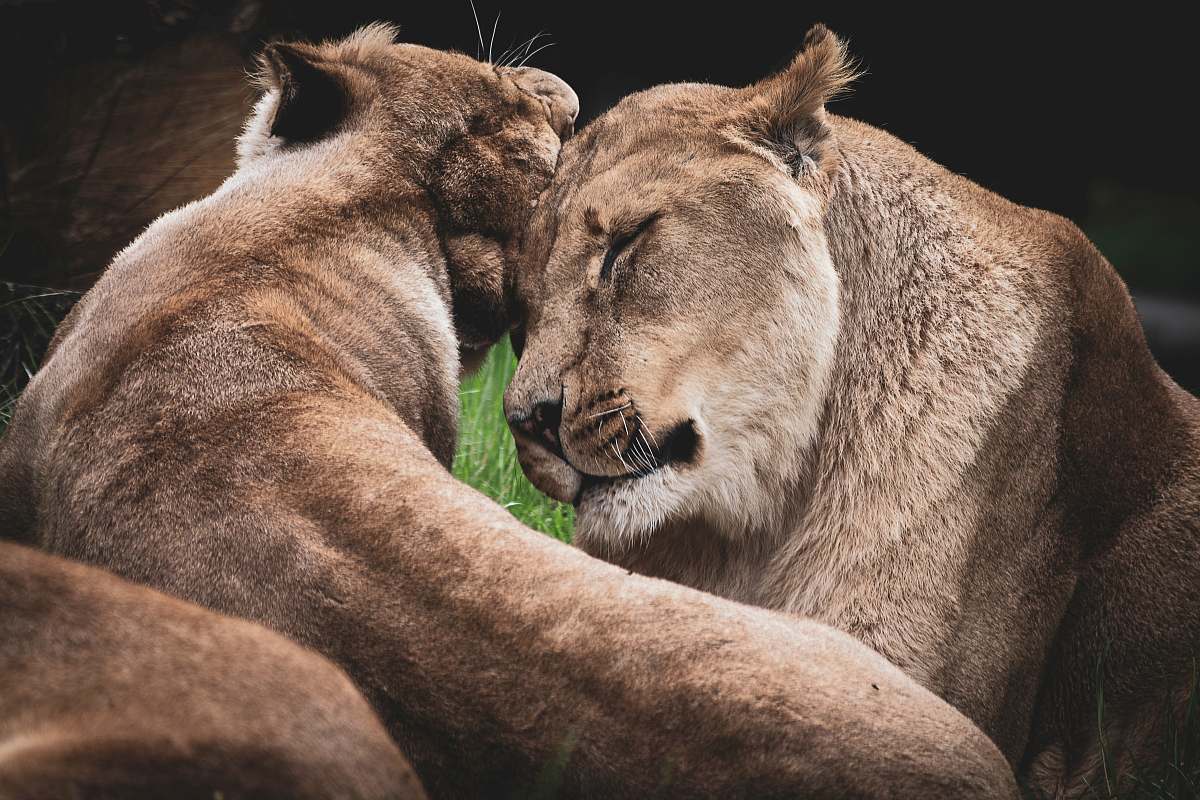 wildlife two lioness hugging lion