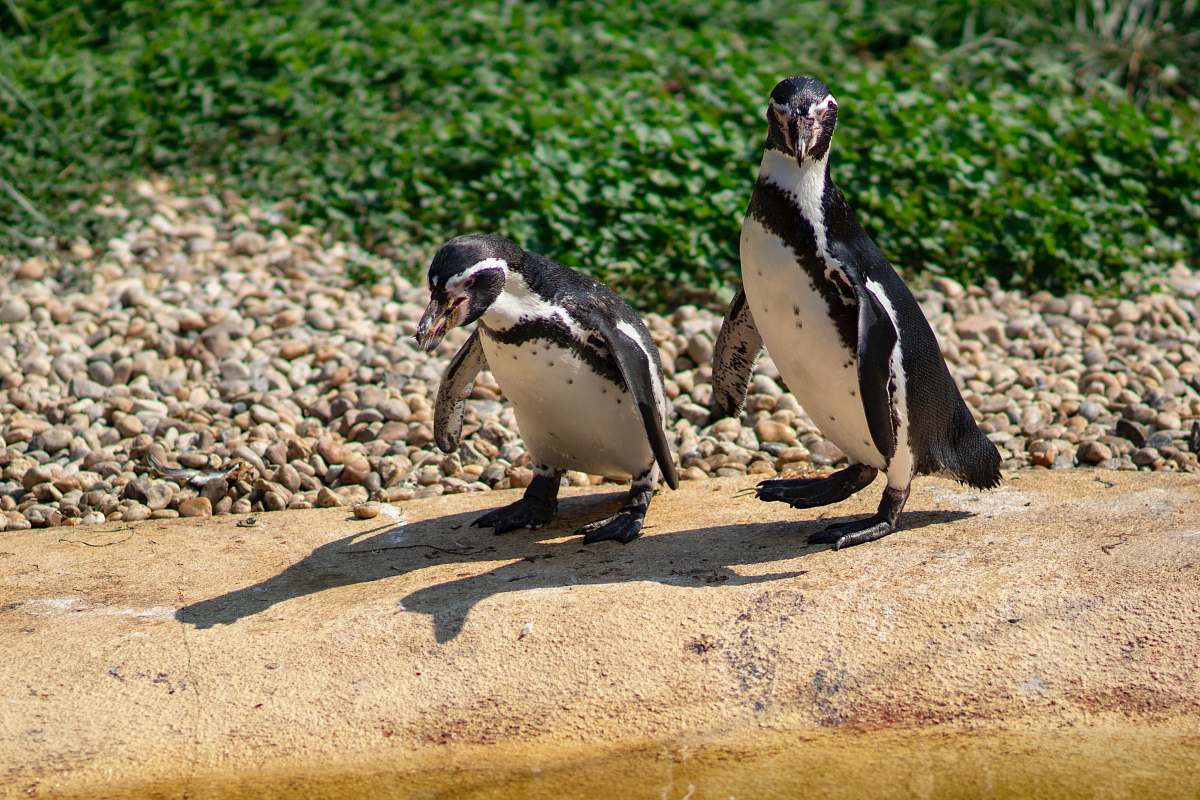 bird two penguins beside body of water penguin