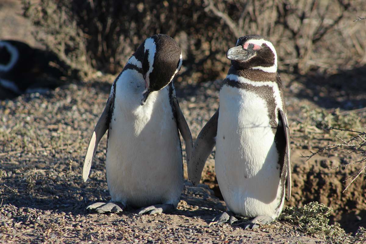 bird two penguins penguin