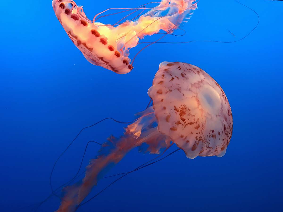 Discover the enchanting beauty of two vibrant pink jellyfish gracefully drifting through the ocean's crystal clear waters. This stunning underwater scene captures the delicate movement and ethereal glow of these fascinating invertebrates, making it a perfect image for marine biology projects, educational materials, or artistic endeavors. Ideal for use in websites, magazines, and presentations focusing on ocean life, marine ecosystems, or aquatic beauty.