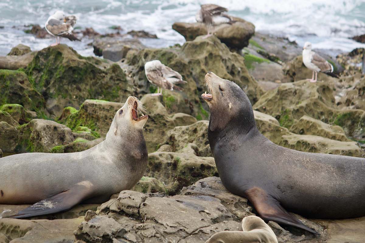 mammal two sealions on brown rocks kangaroo